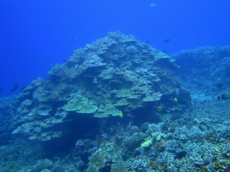 49  Lobe Coral IMG_2556.jpg